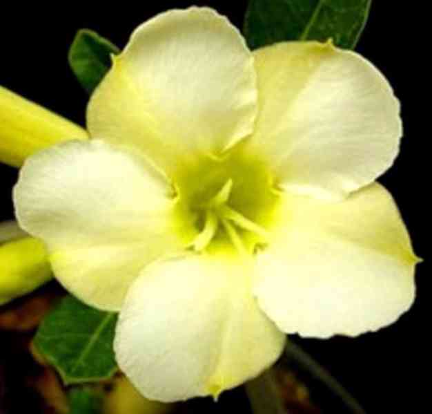 Adenium obesum 'white cream' - semena