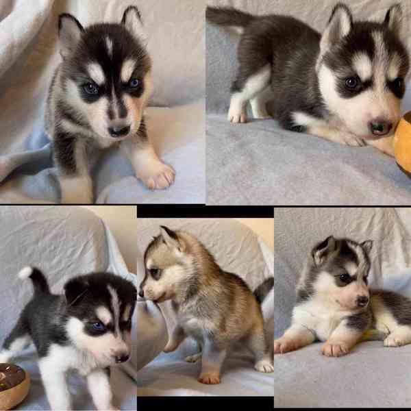 Čistě sibiřský husky štěňata na prodej - foto 5