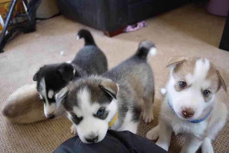 Čistě sibiřský husky štěňata na prodej - foto 1