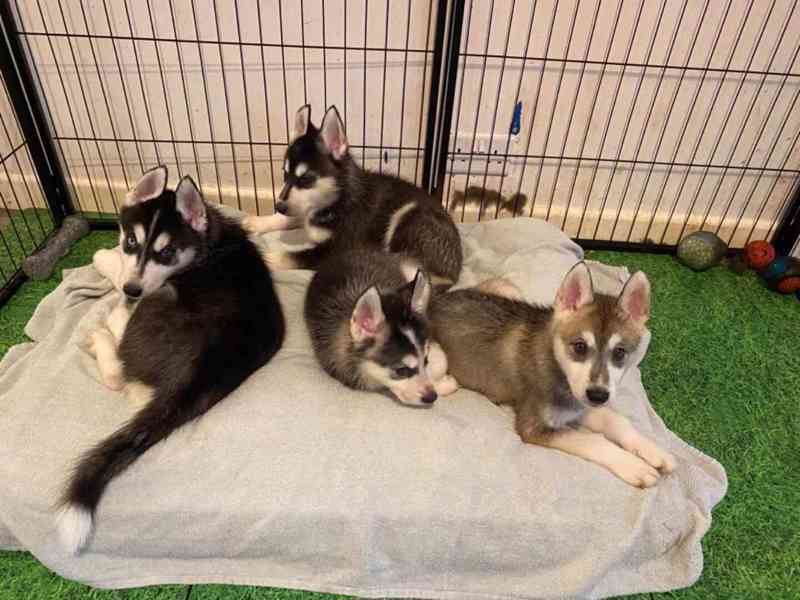 Čistě sibiřský husky štěňata na prodej - foto 4