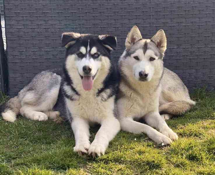 Čistě sibiřský husky štěňata na prodej - foto 2