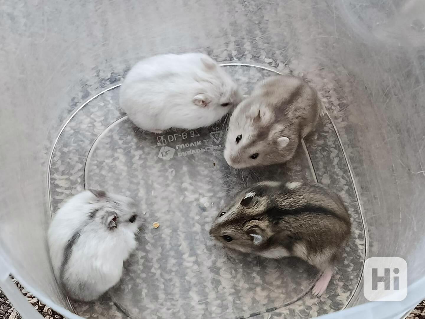 Křečík džungarský - foto 1