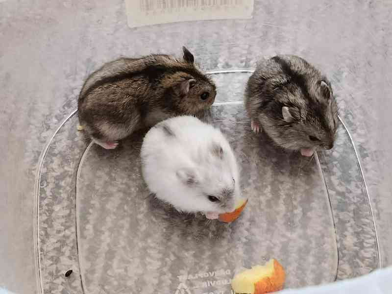 Křečík džungarský - foto 2