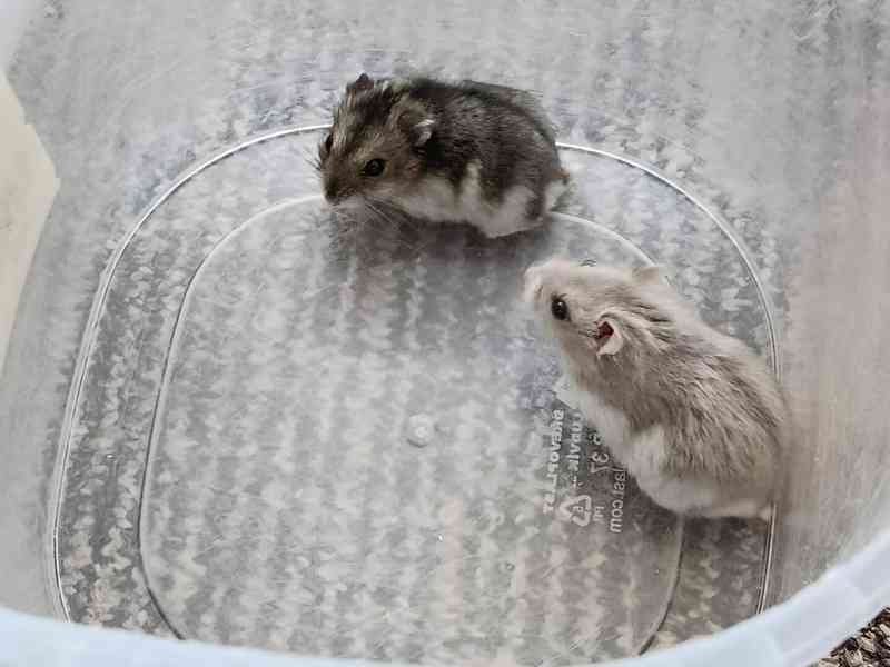 Křečík džungarský - foto 4