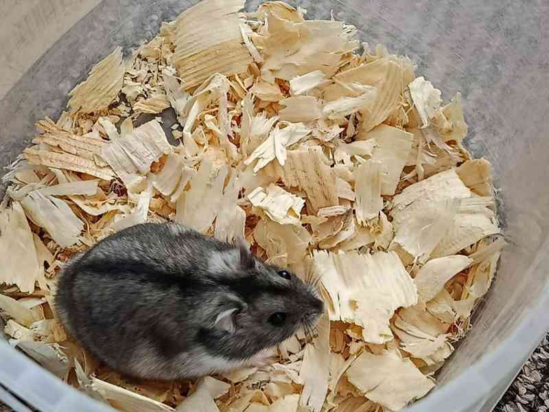 Křečík džungarský - foto 5