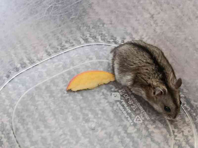 Křečík džungarský - foto 6