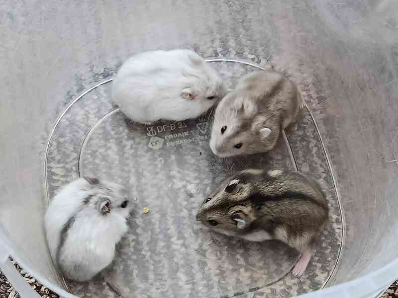 Křečík džungarský