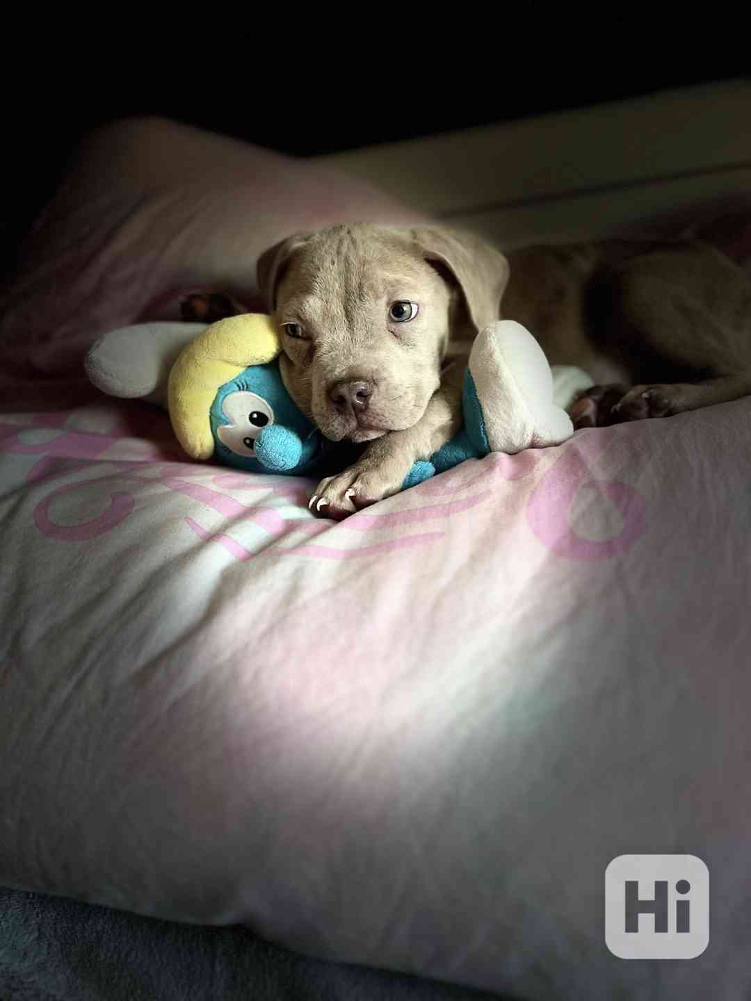 American bully štěňátka  - foto 1
