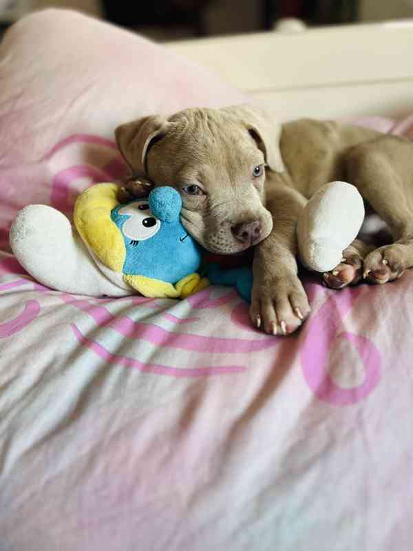 American bully štěňátka  - foto 2