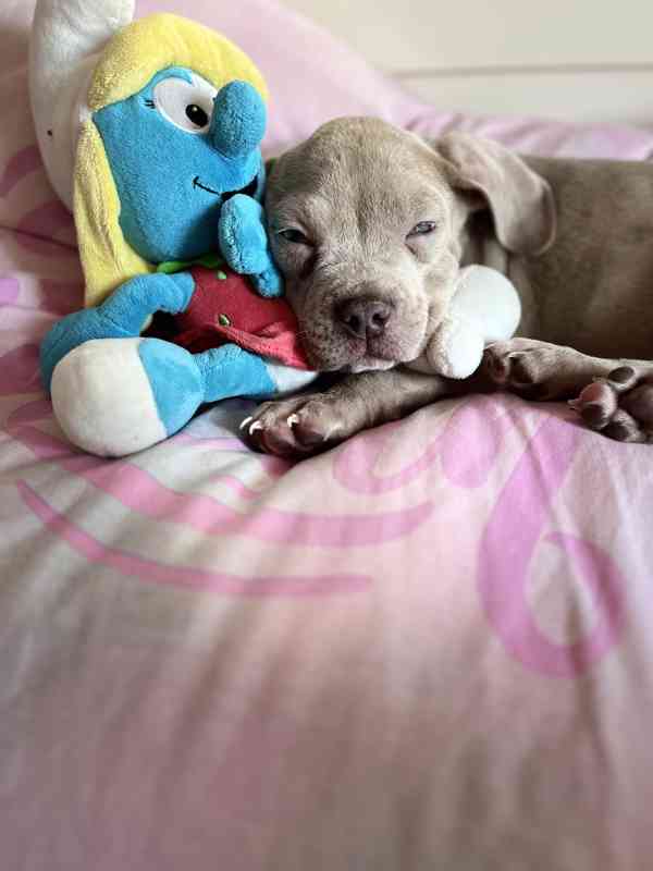 American bully štěňátka  - foto 5