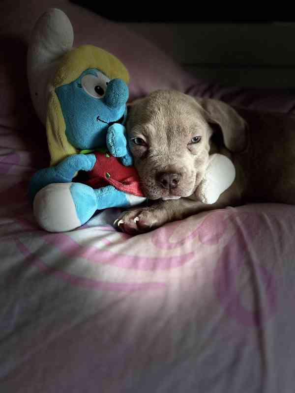 American bully štěňátka  - foto 3