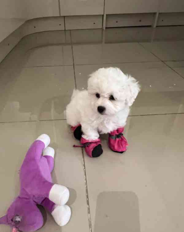 Čistokrevný bišonek - foto 2