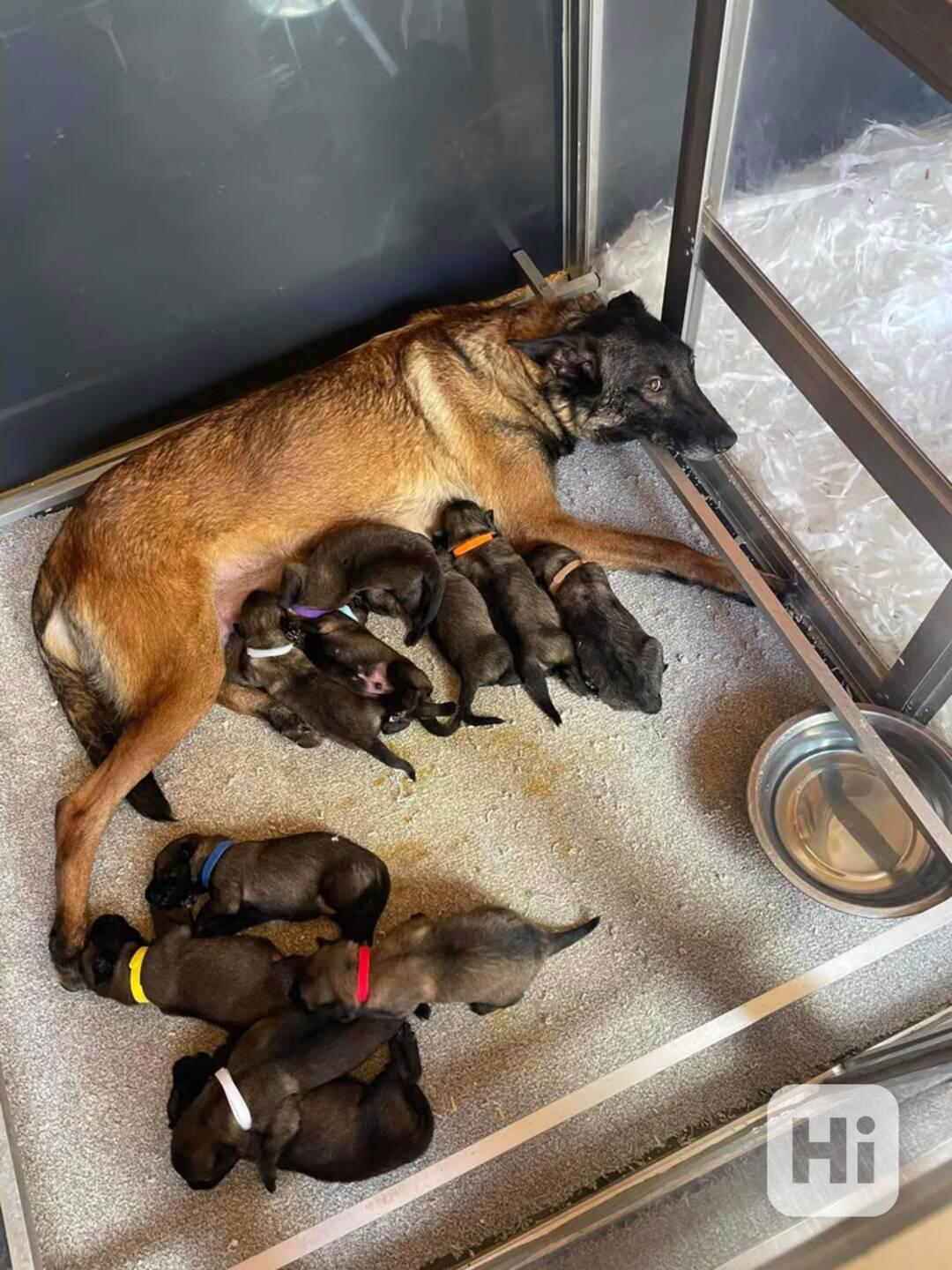 kc reg Belgian malinois 3 available - foto 1