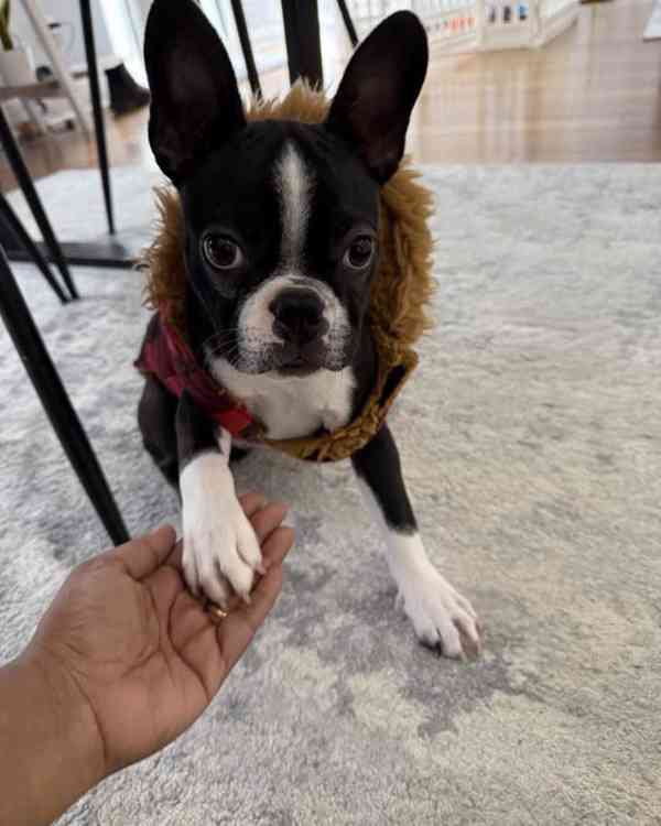 🏡 Hledá svou trvalou rodinu! 🐾 - foto 2