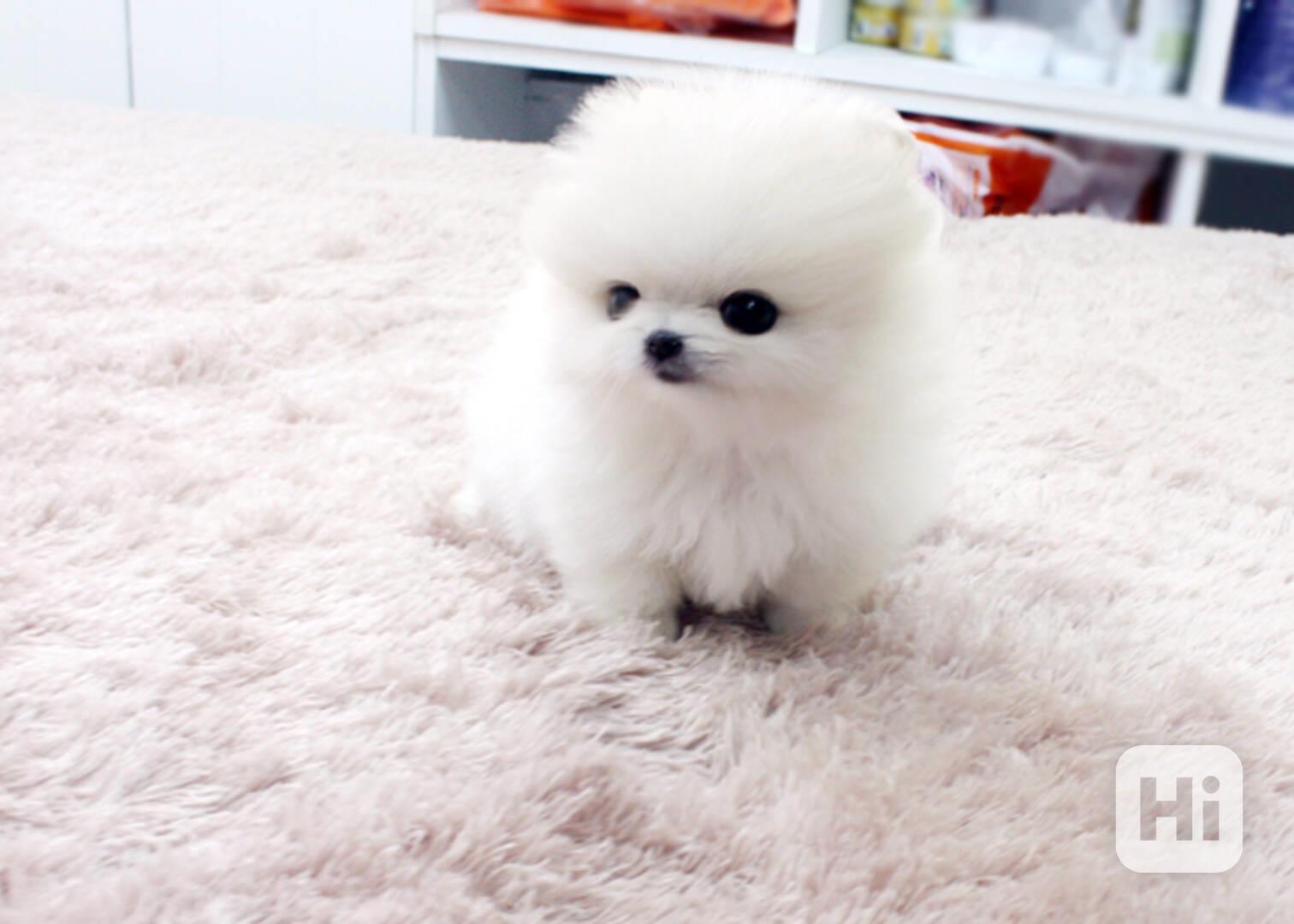 Pomeranian Mini - foto 1