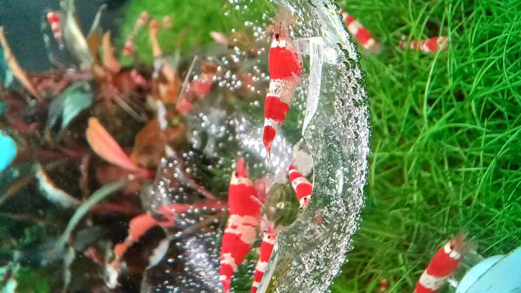 Krevetky Caridina Crystal Red - foto 3