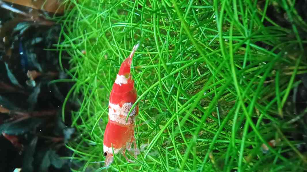 Krevetky Caridina Crystal Red - foto 1