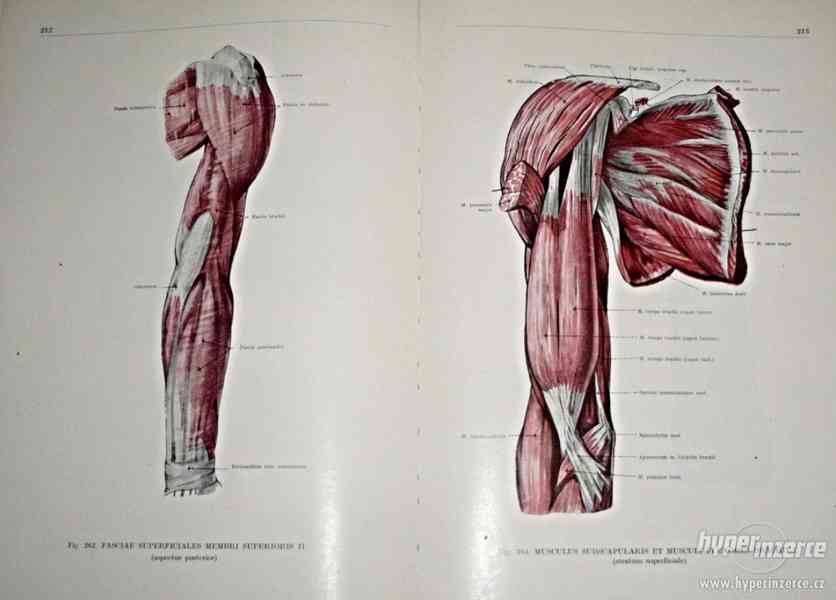 Atlas anatómie človeka I+II+III   Autor: Kiss, Ferenc, Szent - foto 4