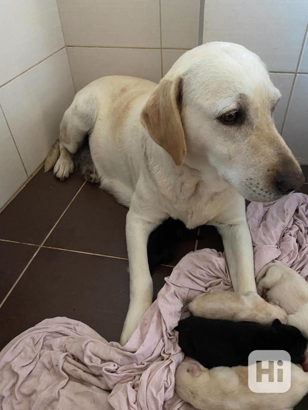 Labradorský retrívr - štěňata - foto 1