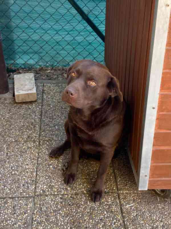 Labradorský retrívr - štěňata - foto 9