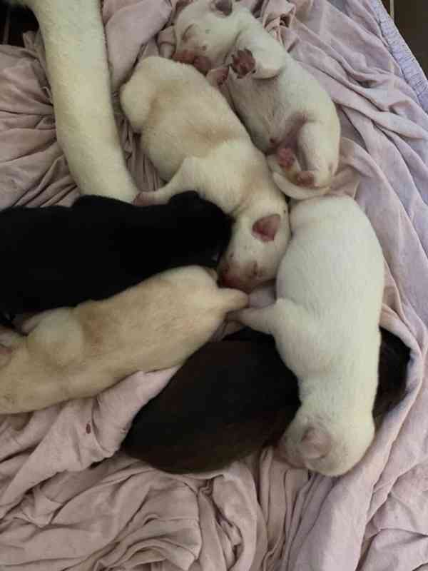 Labradorský retrívr - štěňata - foto 2