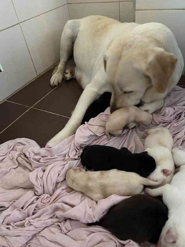 Labradorský retrívr - štěňata - foto 7
