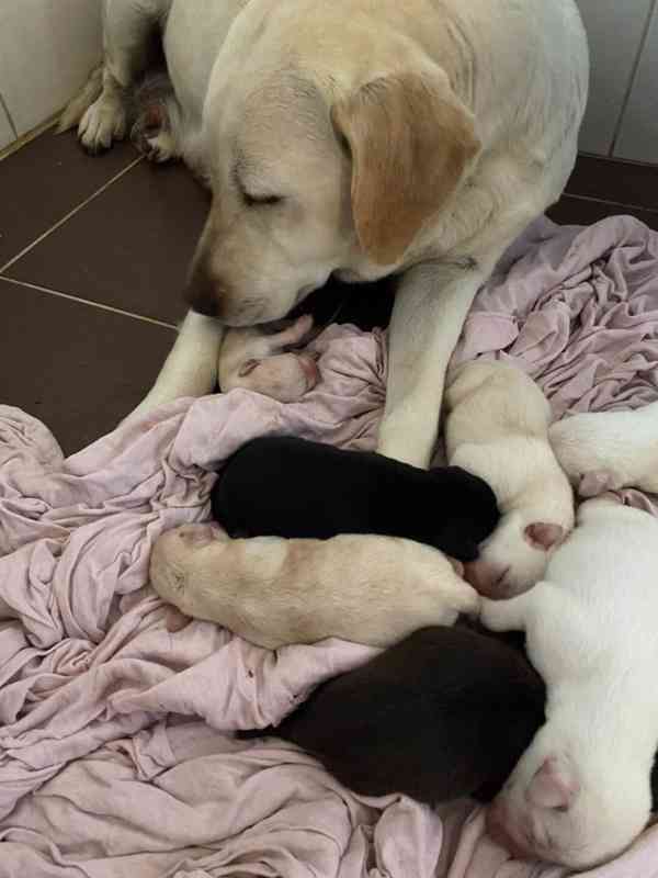 Labradorský retrívr - štěňata - foto 3