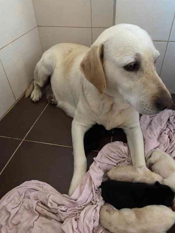 Labradorský retrívr - štěňata - foto 1