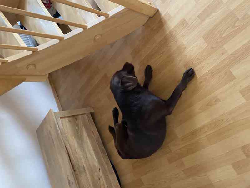 Labradorský retrívr - štěňata - foto 10