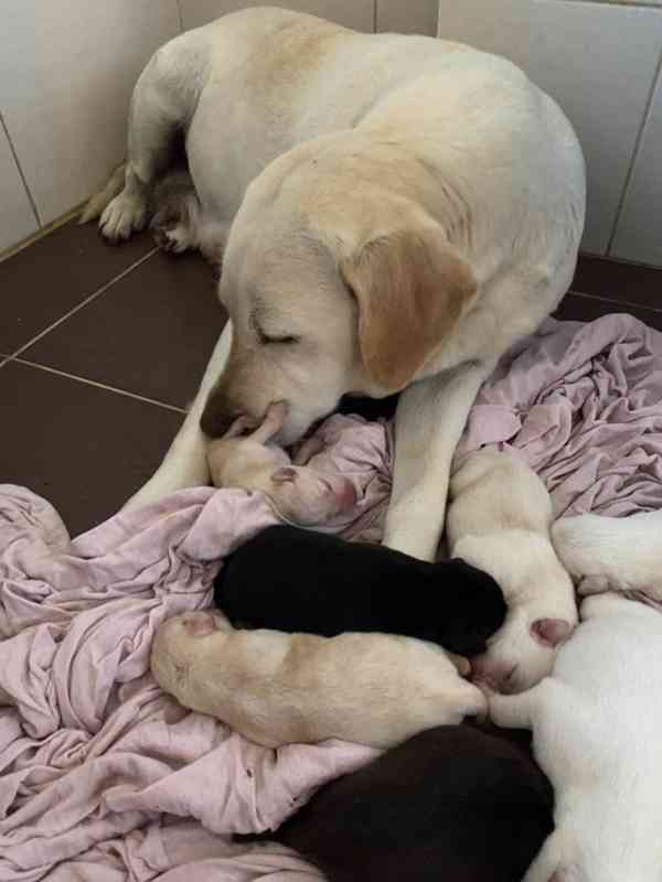 Labradorský retrívr - štěňata - foto 4