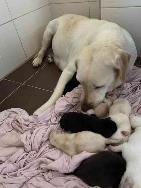 Labradorský retrívr - štěňata - foto 8