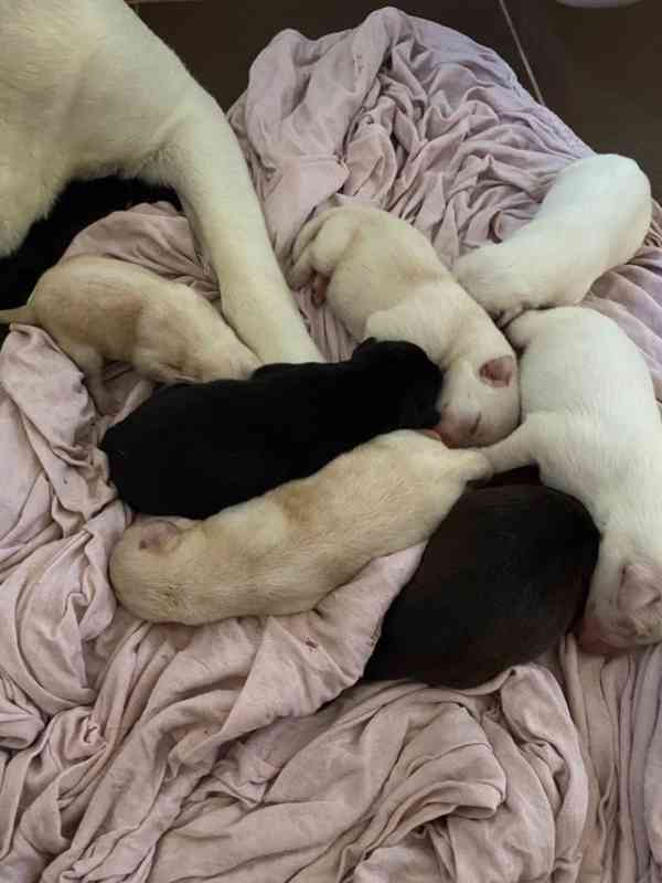 Labradorský retrívr - štěňata - foto 5