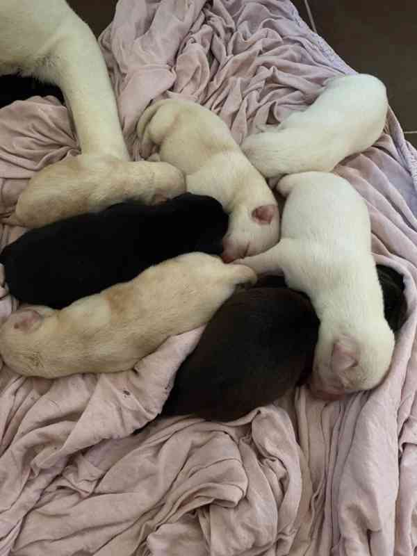 Labradorský retrívr - štěňata - foto 6