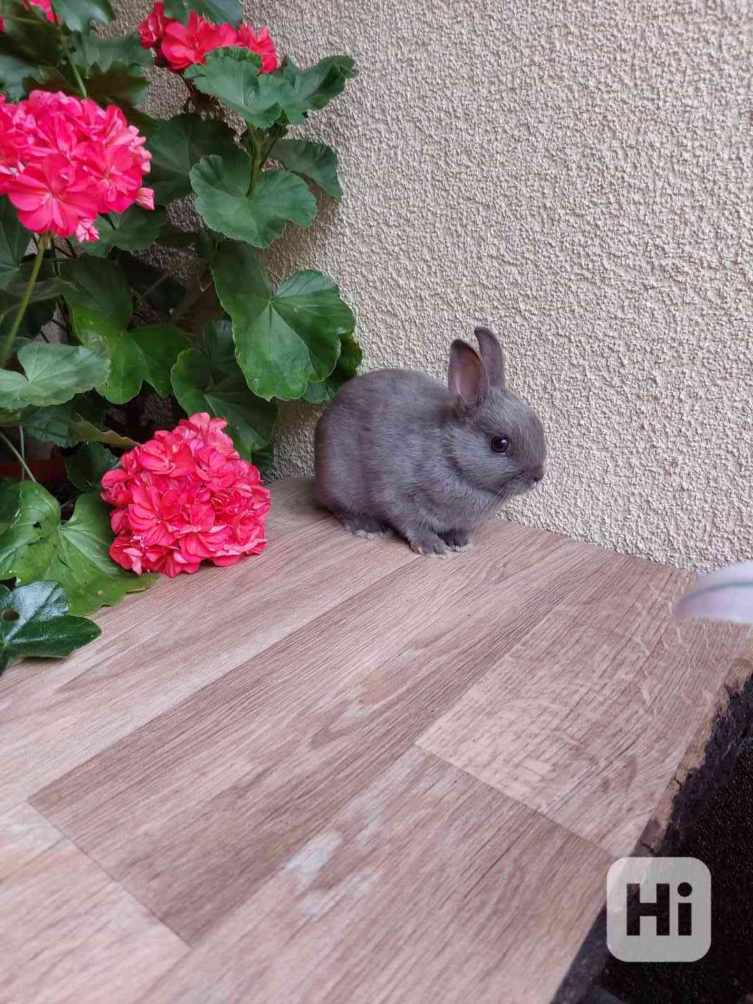 Zakrslý králík - foto 1