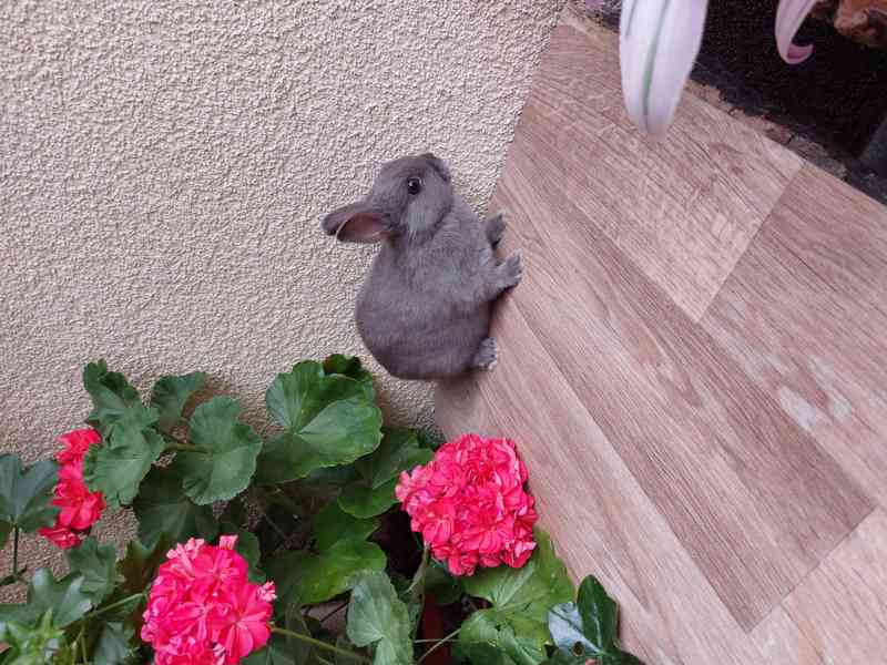 Zakrslý králík - foto 3