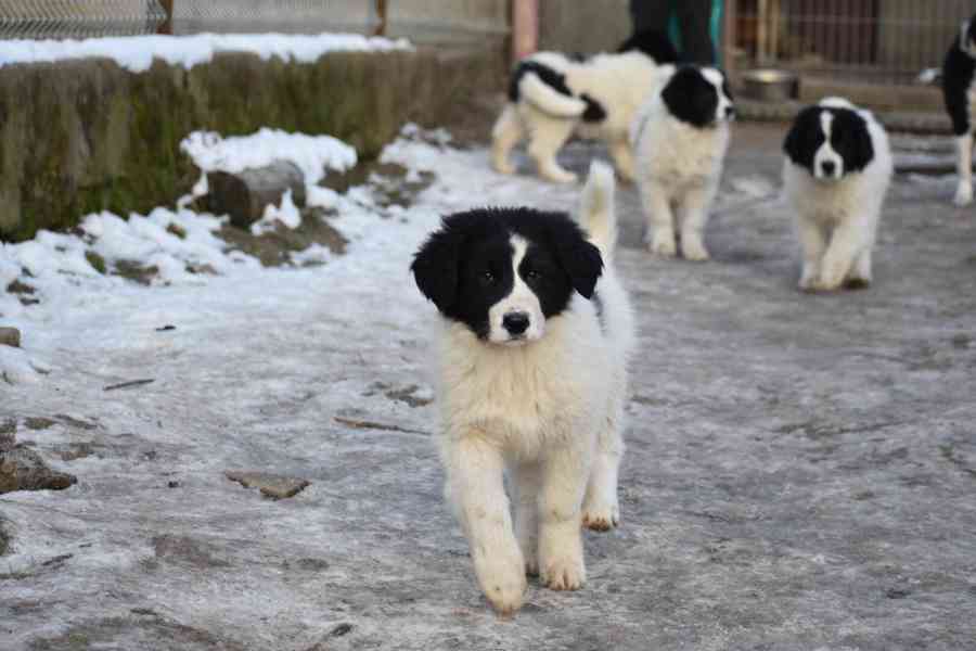 Rumunský ovčák - Bucovina - foto 3