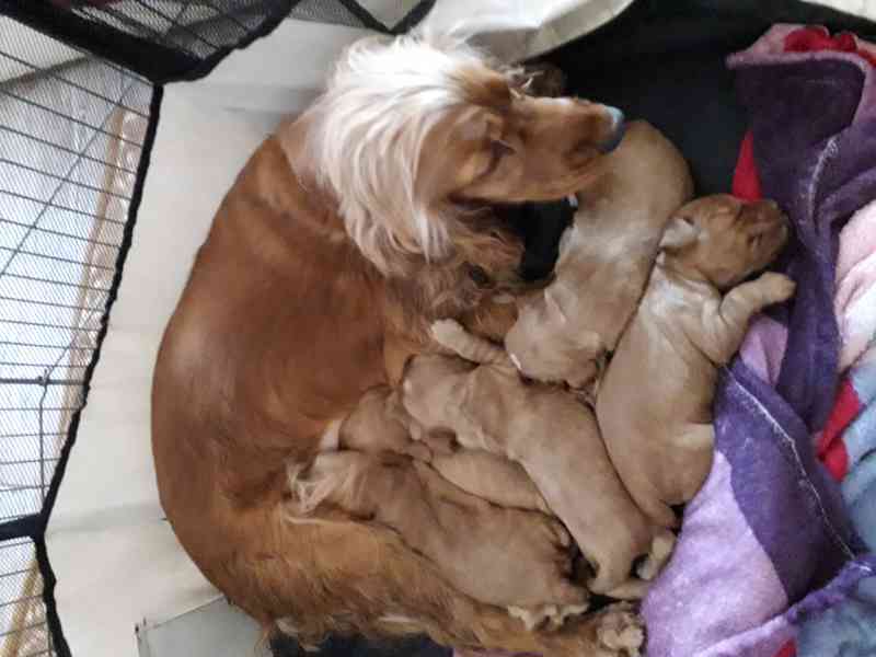 Prodej štěňat anglický kokršpaněl zlatý - foto 4