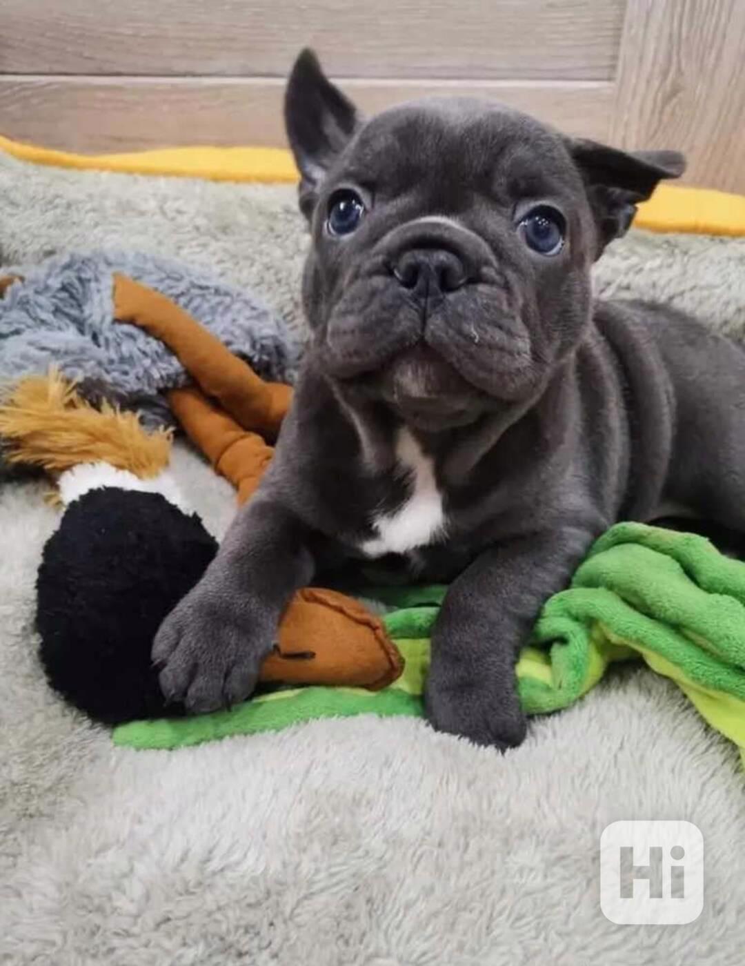 Rozkošní francouzští buldočci k adopci - foto 1