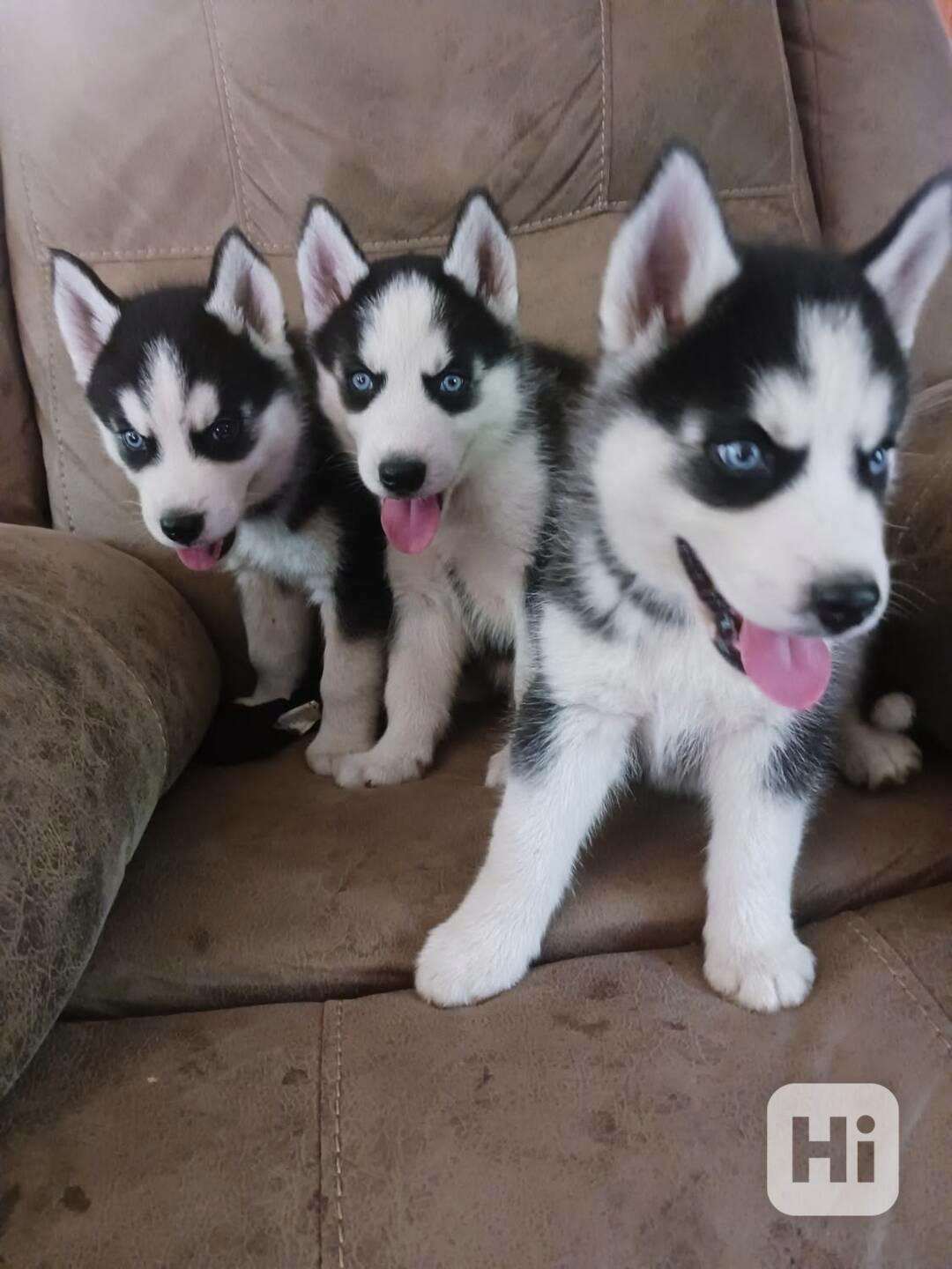 Zdarma dárek štěňata sibiřského huskyho k adopci   - foto 1