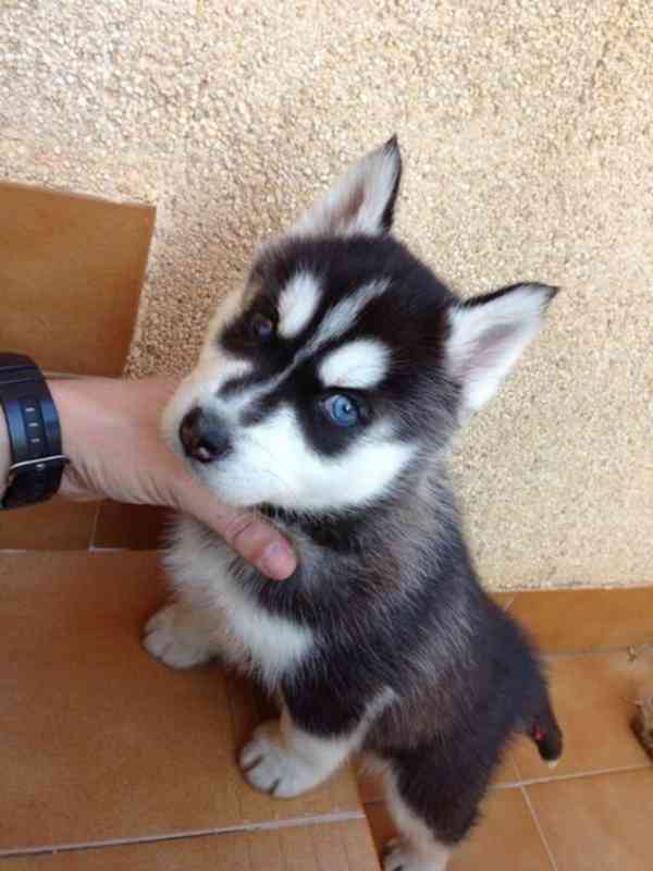 Zdarma dárek štěňata sibiřského huskyho k adopci   - foto 2