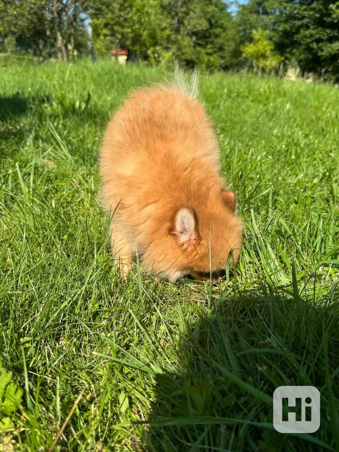 Pomeranian fenka - foto 1