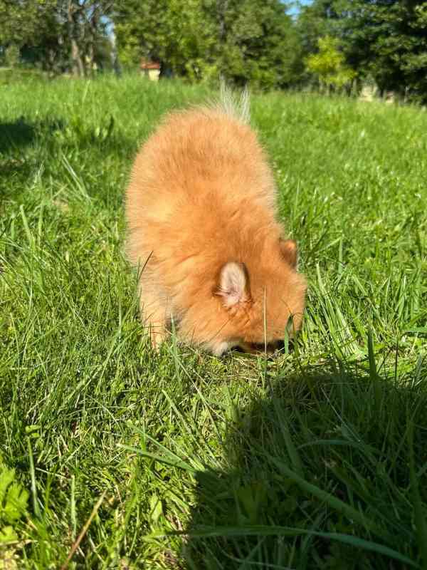 Pomeranian fenka - foto 1