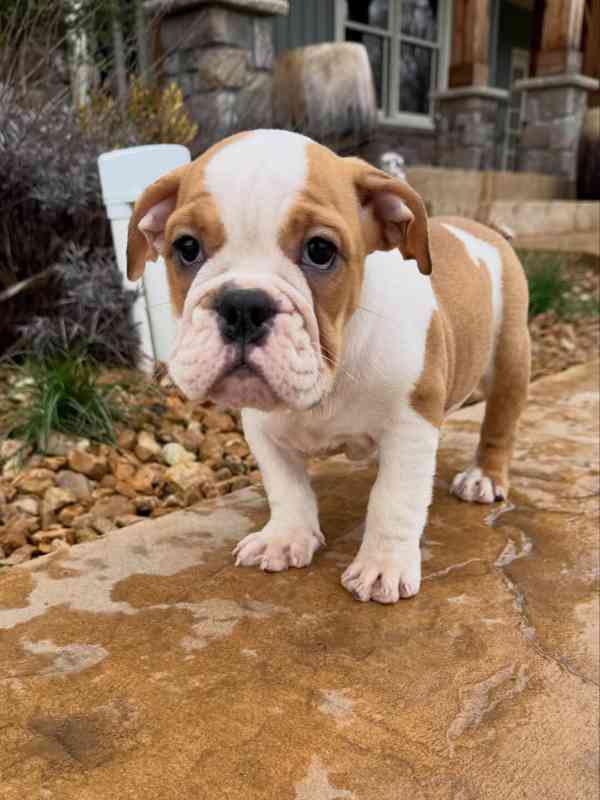 Veterinární kontrola, štěňata anglického buldoka na prodej - foto 1