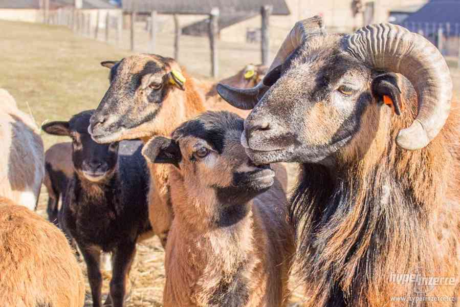 Kamerunské ovce - jehničky do chovu - foto 3