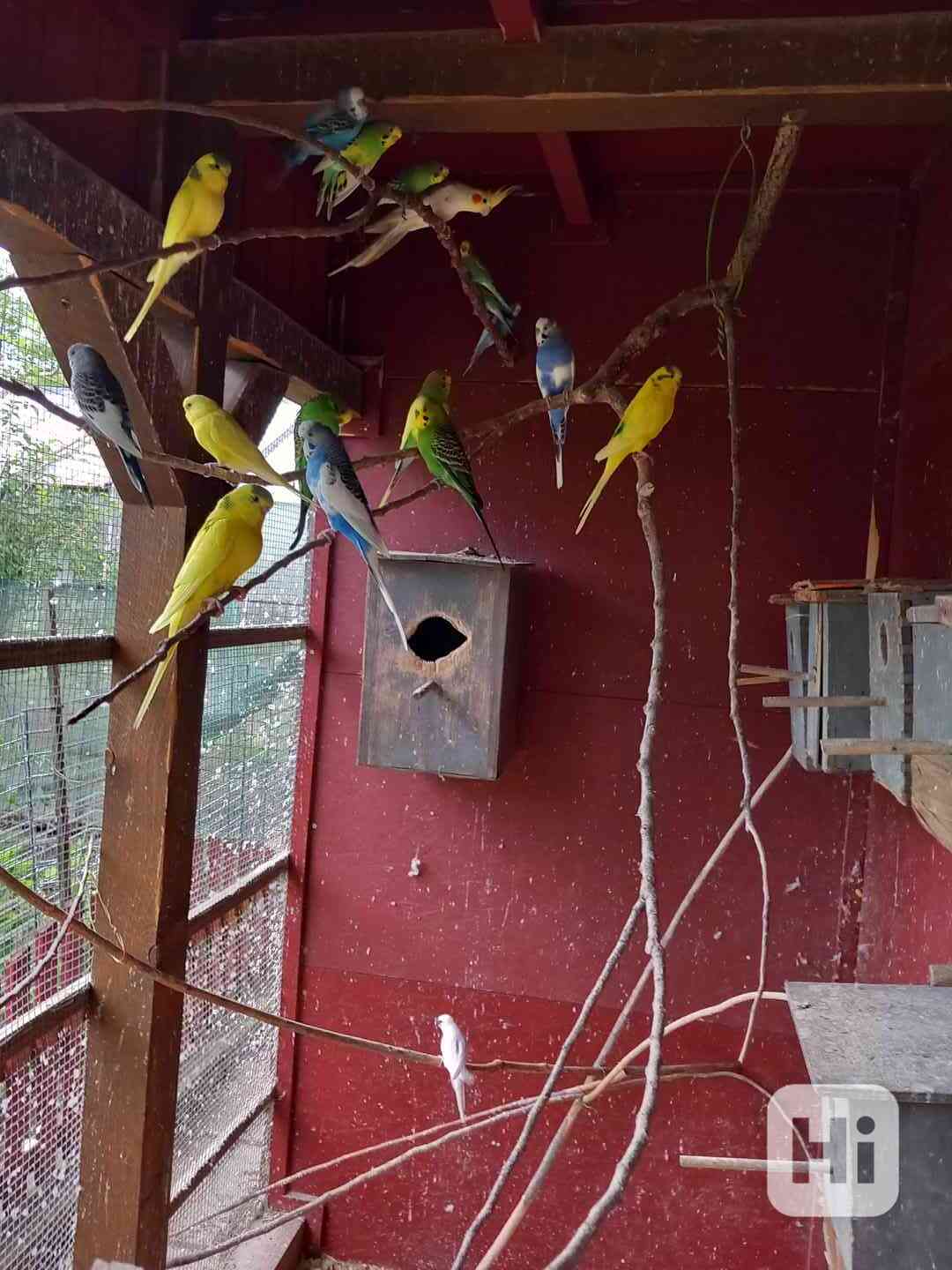 Andulky - foto 1