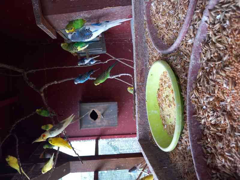 Andulky - foto 2