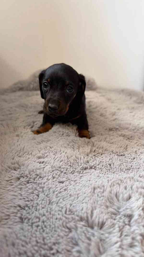 Merle Jezevčík hladkosrstý trpasličí bez PP - foto 10