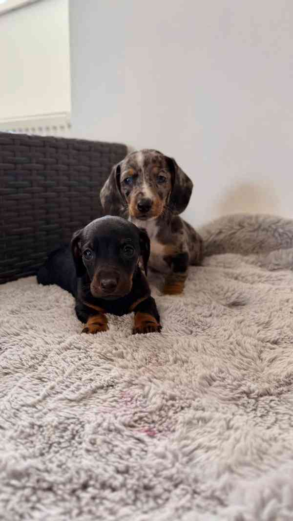 Merle Jezevčík hladkosrstý trpasličí bez PP - foto 13