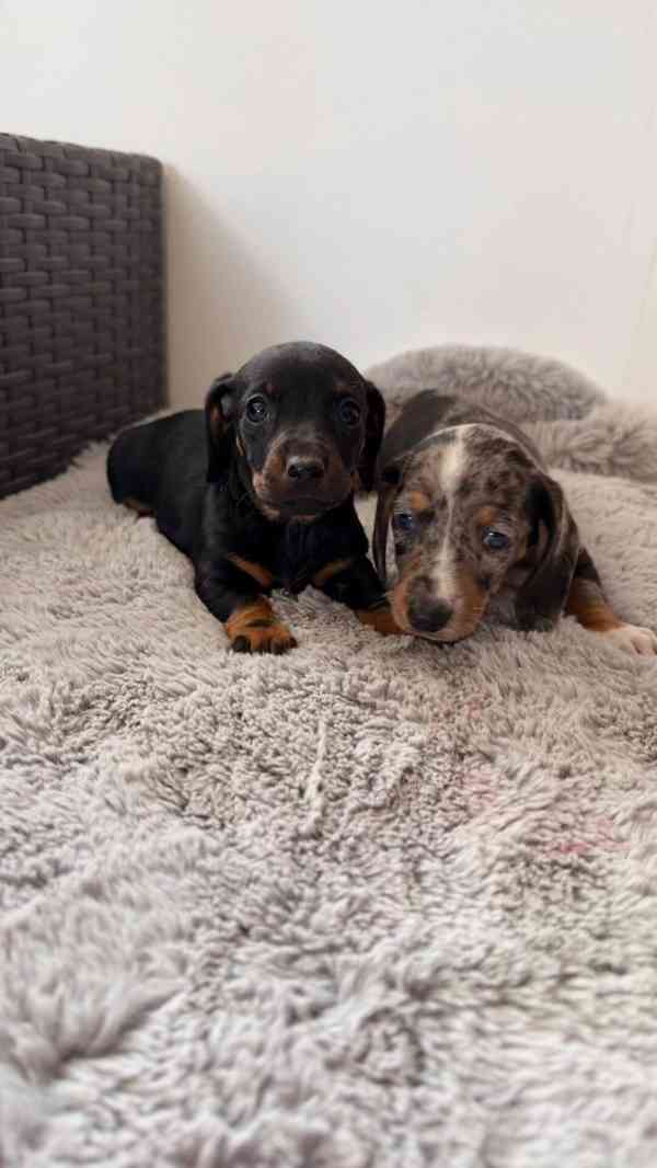 Merle Jezevčík hladkosrstý trpasličí bez PP - foto 3