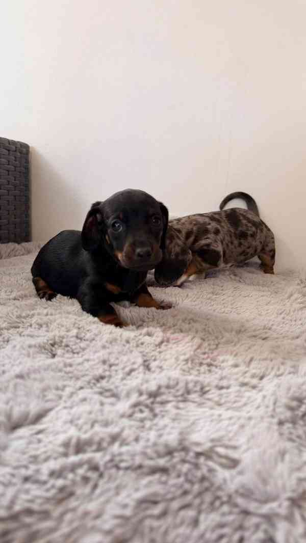 Merle Jezevčík hladkosrstý trpasličí bez PP - foto 8